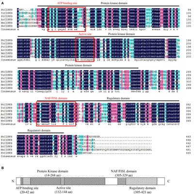 NtCIPK9: A Calcineurin B-Like Protein-Interacting Protein Kinase From the Halophyte Nitraria tangutorum, Enhances Arabidopsis Salt Tolerance